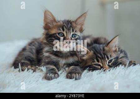 Niedliche zwei bengalen, einen Monat alte Kätzchen auf der weißen, wütlichen Decke aus nächster Nähe. Stockfoto