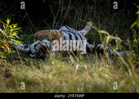 Rollender Tiger Stockfoto