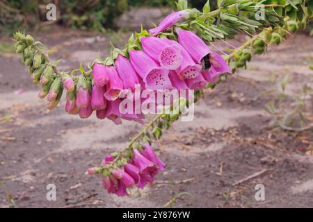 Digitalis purpurea wächst auf der Wiese. Gartenarbeit. Rosa Blumen blühen. Hüttengarten. Stockfoto