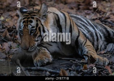 Ich fand eine Mutter und drei Jungen bei einem Mord in der Pufferzone in Bandhavgarh Stockfoto