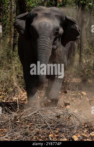 Elefant Aufladen Stockfoto