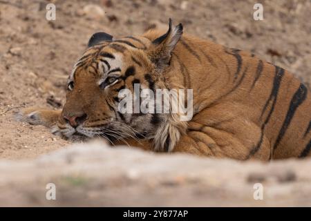 Tiger im Wasserloch Stockfoto