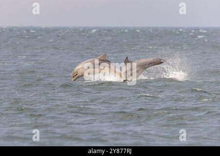 Ein Paar gewöhnlicher Tümmler (Tursiops truncatus), die aus dem Wasser springen, Moray Firth, Schottland Stockfoto