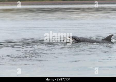 Großer Tümmler, der einen Lachs isst, Moray Firth, Schottland Stockfoto