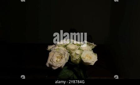 Blühender Blumenstrauß weißer Rosen auf dunklem Hintergrund. Rotierende weiße Rosen auf schwarzem Hintergrund. Noir Vibe Stockfoto