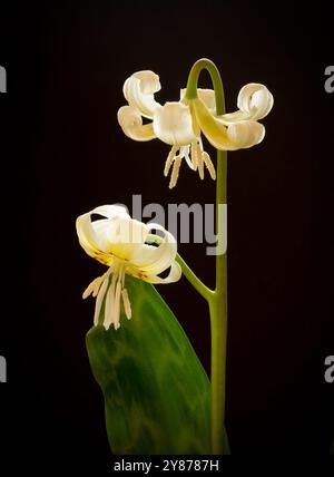 Erythronium, Hundezahn Lilie Stockfoto