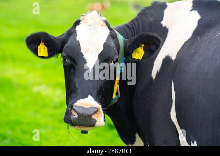 Kuh auf einer Wiese. Rinderweide auf grünem Feld. Milchvieh auf der Weide auf dem Hügel auf dem Lande. Rinder brüten Weide auf Grasfeld. Brangus Rinder in Stockfoto