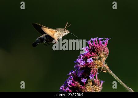 Winzige Kolibri-Falkenmotte, die um die violetten Blüten des argentinischen Eisenkrautgewebes herumschwirrt und Nektar mit seinem Proboscis probiert. Sonniger Abend im Garten. Stockfoto