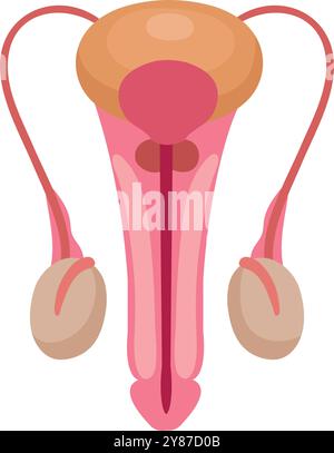 Abbildung des männlichen Fortpflanzungssystems. Harnorgananatomie Stock Vektor