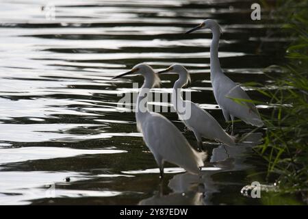 Drei weiße Reiher stehen im Wasser. Das Wasser ist ruhig und die Vögel blicken über das Wasser Stockfoto