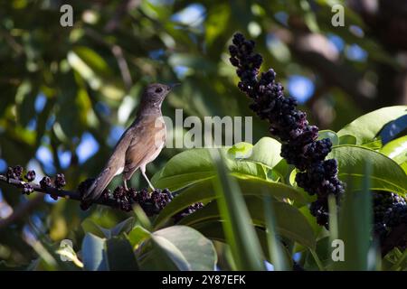 Ein Vogel steht auf einem Zweig eines Busches mit Beeren. Der Vogel ist braun und schwarz Stockfoto