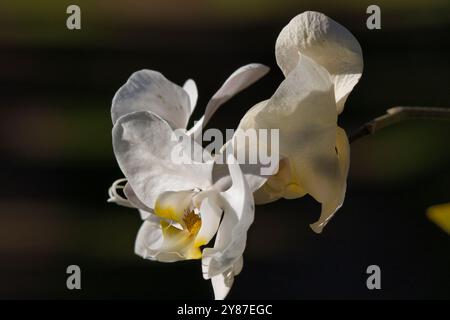 Eine weiße Blume mit gelben und braunen Flecken. Die Blume ist in der Mitte eines Stängels. Die Blume ist sehr zart und schön Stockfoto