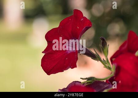 Eine rote Blume mit grünem Hintergrund. Die Blume ist in voller Blüte und ist der Hauptfokus des Bildes Stockfoto