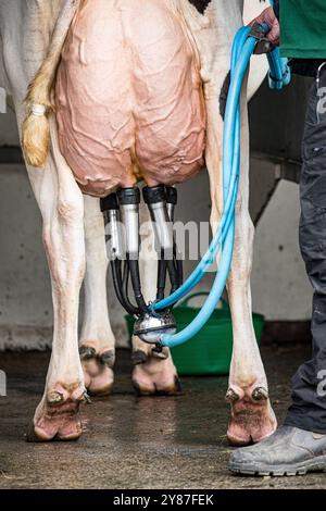 Rückansicht einer holsteinischen Milchkuh mit sehr vollem Euter, die gemolken wird. Ich Danke John Rose/Alamy Stockfoto