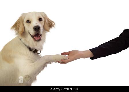 Ein freundlicher Golden Retriever gibt ihre Pfote einer Person, während sie auf die Kamera blickt, vor einem weißen Hintergrund sitzt und ihre verspielte und happy zeigt Stockfoto