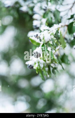 Grüner Zweig der Efeu-Beeren bedeckt mit Schnee im Winter Stockfoto