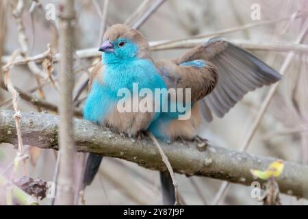 Blauer Wachsschnabel (Uraeginthus angolensis) männlich, auch südblauer Wachsschnabel, blauer Wachsschnabel, südlicher Cordon-bleu, blauwandiger Cordon-bleu genannt Stockfoto