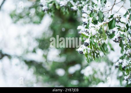 Zweige mit grünen Blättern und Beeren bedeckt mit Schnee in der Natur an einem Wintertag Stockfoto