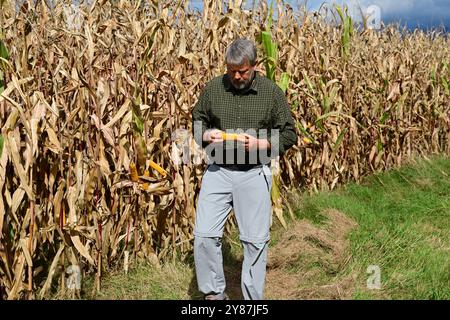 Der Landwirt am Rande eines Maisfeldes prüft die Qualität eines Maiskolbens Stockfoto