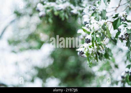 Blaue Beeren und grüne Blätter hängen an einem schneebedeckten Zweig in der Natur an einem wunderschönen Wintertag Stockfoto