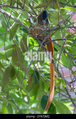 Männlicher afrikanischer Paradies-Fliegenfänger (Terpsiphone viridis), der Küken im Nest Kranspoort, Mpumalanga, Südafrika, füttert Stockfoto