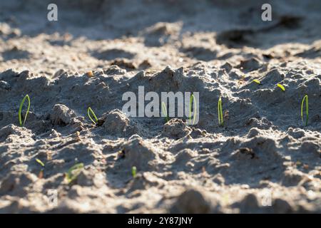 Zwiebeln aus Samen wachsen. Keimende Zwiebeln auf einem Erntefeld. Stockfoto