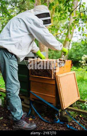 Imker bewertet den Bienenstock, während ein Bienenstock mit Bienen draußen hängt, um an einem sonnigen Sommertag in der Natur zu Imkern Stockfoto