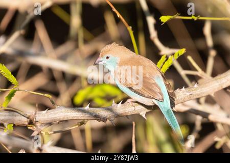 Blauer Wachsschnabel (Uraeginthus angolensis) Weibchen, auch südblauer Wachsschnabel, blauer Wachsschnabel, südlicher Cordon-bleu, blauwandiger Cordon-bleu, Stockfoto