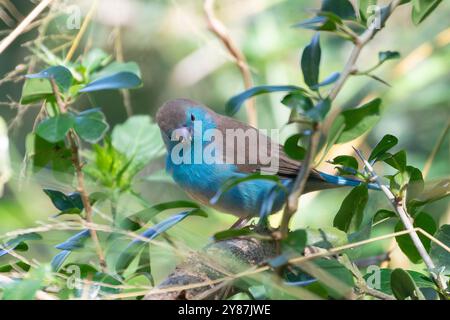 Blauer Wachsschnabel (Uraeginthus angolensis) männlich, auch südblauer Wachsschnabel, blauer Wachsschnabel, südlicher Cordon-bleu, blauwandiger Cordon-bleu genannt Stockfoto