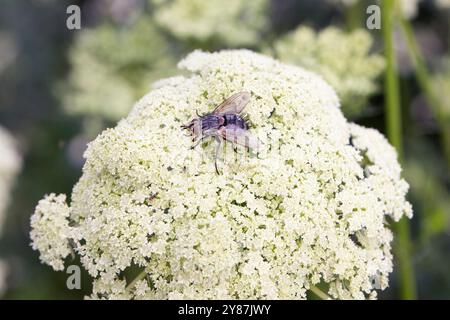 Tachiniden, Tachiniden, Parasiten fliegen auf Blume. Stockfoto