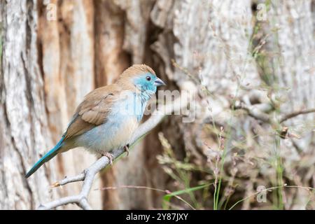 Blauer Wachsschnabel (Uraeginthus angolensis) Weibchen, auch südblauer Wachsschnabel, blauer Wachsschnabel, südlicher Cordon-bleu, blauwandiger Cordon-bleu, Stockfoto