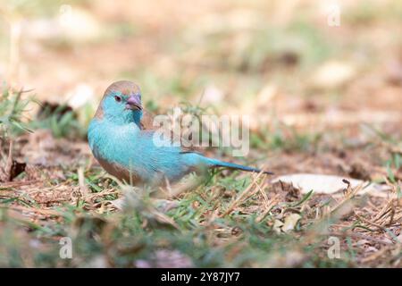 Blauer Wachsschnabel (Uraeginthus angolensis) Weibchen, auch südblauer Wachsschnabel, blauer Wachsschnabel, südlicher Cordon-bleu, blauwandiger Cordon-bleu, Stockfoto