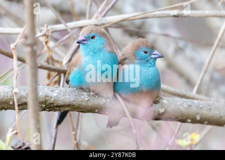 Blauer Wachsschnabel (Uraeginthus angolensis) männlich auch bekannt als südblauer Wachsschnabel, blauer Wachsschnabel, südlicher Cordon-bleu, blauwandiger Cordon-bleu hoch oben Stockfoto