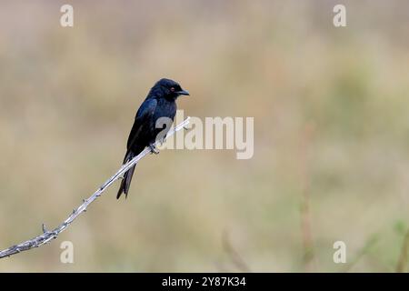 Gabelschwanzdrongo (Dicrurus adsimilis) aus Maasai Mara, Kenia. Stockfoto