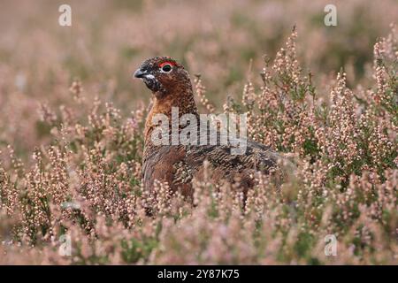 ROTHÜHNER (Lagopus lagopus scoticus) in der Heidekraut, Schottland, Vereinigtes Königreich. Stockfoto