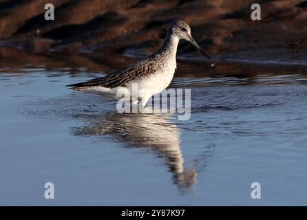 GREENSHANK (Tringa nebularia) waten in einem flachen Kanal mit Meerwasser bedeckten Wattgebieten bei Ebbe, Vereinigtes Königreich. Stockfoto