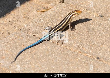 Afrikanischer Fünferlinger oder Rainbow Skink (Trachylepis margaritifera) weiblich oder männlich im Heranwachsenden Stockfoto