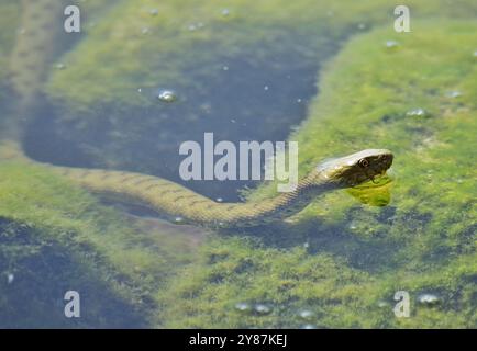 Würfelschlange (Natrix tessellata) im Balaton Stockfoto