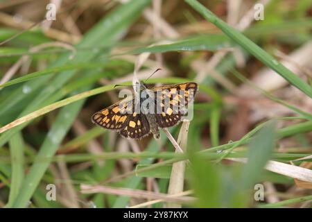 Chequered Skipper oder Arctic Skipper Butterfly Male - Carterocephalus palaemon Stockfoto