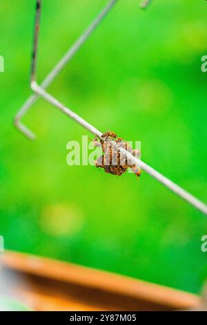 Kleine Schwarmzelle von Bienen vor ihrem Bienenstock, die an einem Metallrahmen hängen Stockfoto