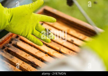 Bienen krabbeln während der Imkerei über den Schutzhandschuh der Imker über dem Bienenstock Stockfoto