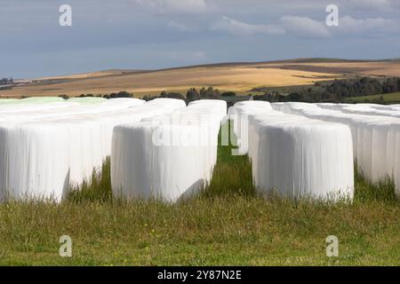 Ordentliche Reihen runder Heuballen für die Winterfuttermittel in weißem Kunststoff gegen das Wetter in einer landwirtschaftlich genutzten Landschaft Stockfoto