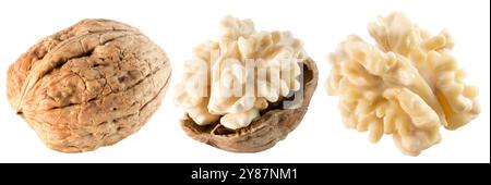 Set der Walnüsse isoliert auf weißem Hintergrund. Stockfoto
