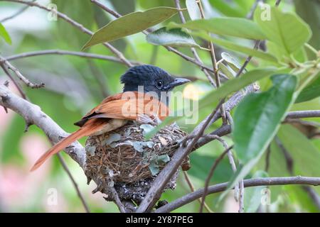 Weiblicher afrikanischer Paradies-Fliegerschnäpper (Terpsiphone viridis), der auf dem Nest Kranspoort, Mpumalanga, Südafrika, sitzt Stockfoto