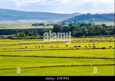 Üppige Bauernfelder; Rinder; Flat Tops Trail Scenic Byway; Colorado; USA Stockfoto