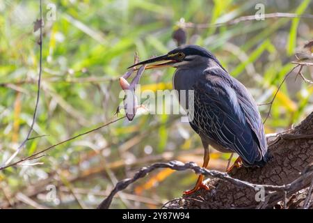 Grüner oder gestreifter Reiher (Butorides striata) mit Froschbeute in Feuchtgebieten, Limpopo, Südafrika Stockfoto