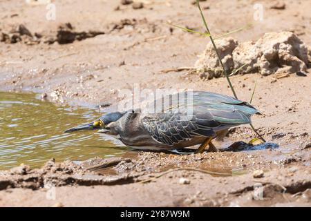 Jungreiher mit grünem Rücken oder Streifenreiher (Butorides striata), der beim Angeln an einem Wasserloch in Limpopo, Südafrika, die grünen Rückenfedern zeigt Stockfoto