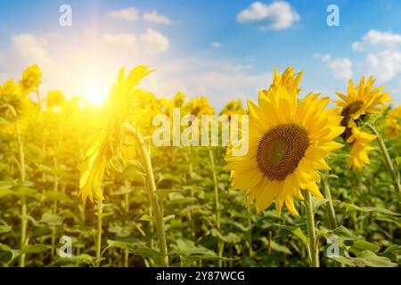 Wunderschöner Sonnenuntergang über dem Sonnenblumenfeld Stockfoto