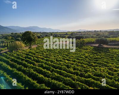 Malerische Weinberglandschaft in Sizilien, Italien. Reihen von Weinreben erstrecken sich über sanfte Hügel mit majestätischen Bergen im Hintergrund. Üppiges Medi Stockfoto