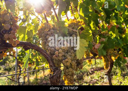 Nahaufnahme reifer weißer Trauben, die auf einer Weinrebe im sonnendurchfluteten Weinberg hängen. Golden Hour Licht beleuchtet saftig grüne Blätter und pralle Obstgruppen und zeigt Stockfoto